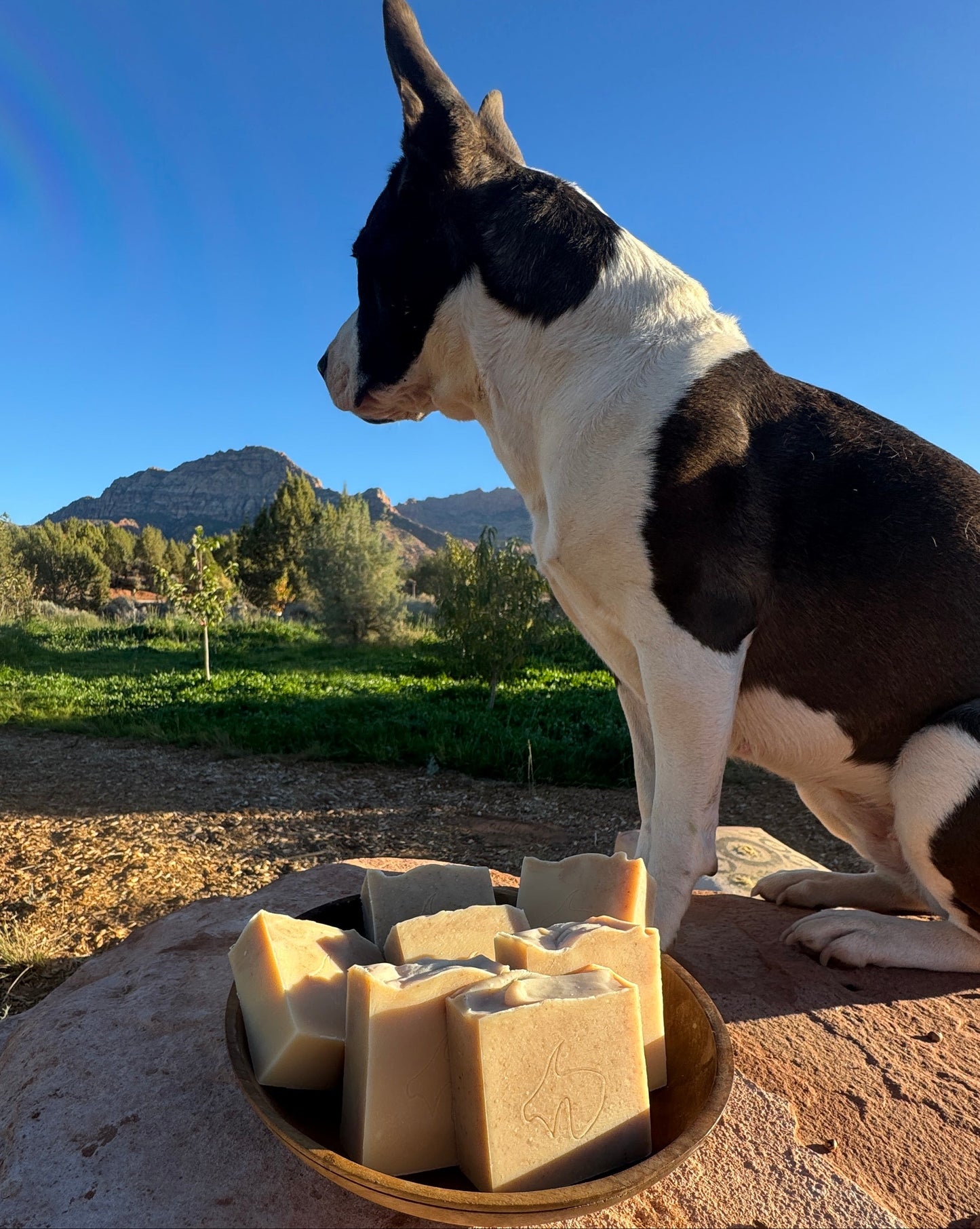 Corny Goat: Blue Cornmeal: Gentle Exfoliant, Deep Cleanser, Minerals,