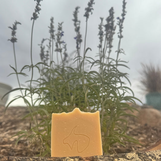 Lavender (contains Essential Oil): Calming, Creamy, Gentle, Soothing, Natural anti-septic, Anti-bacterial, & Anti-fungal